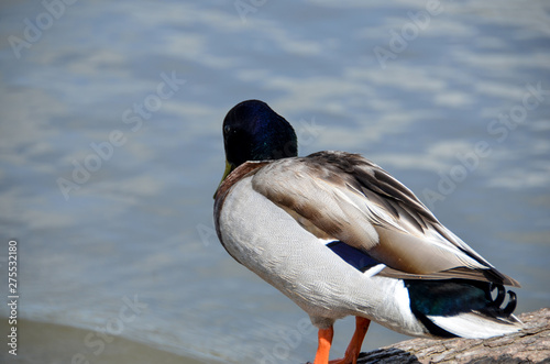 Duck in the Potomac River Virginia America