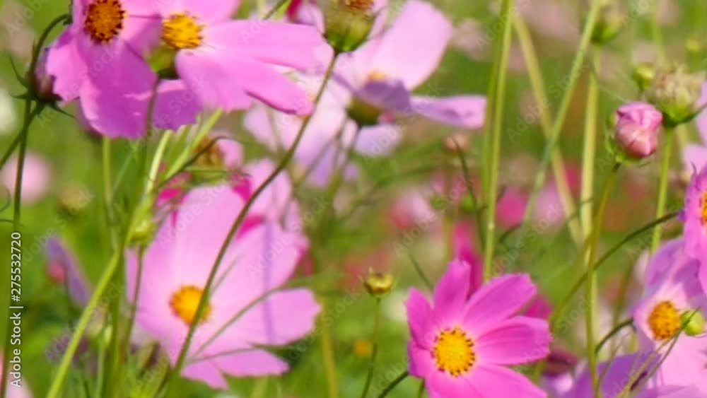 Swaying pink cosmos flowers in a field Swaying pink cosmos flowers in a field