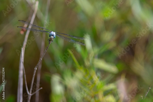 Seagrove Dragonfly © Matt Gibson