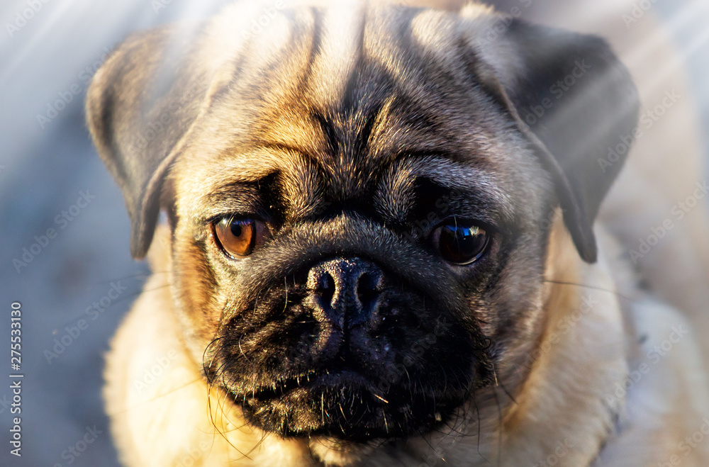 Close up face of Pug dog.A cute Pug dog with tongue out on blur sunlight background.