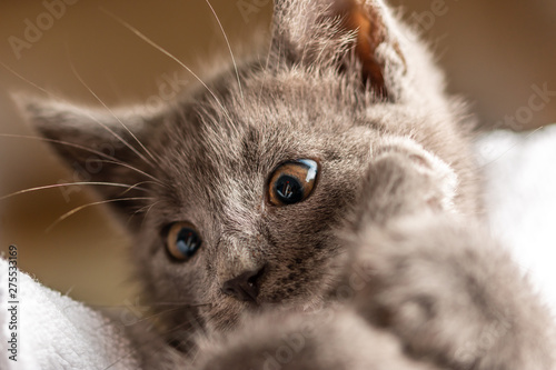 close up photo of cute domestic kitten lying on white towel