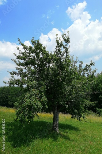 old APPLE-TREE