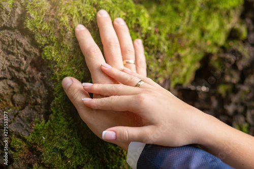 the hands of the bridegroom with the wedding rings, on the tree whilethis moss. Without a face. Close-up, background.