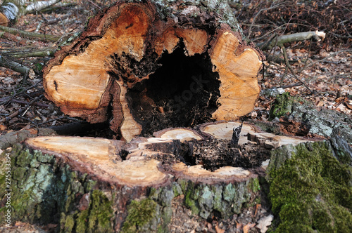 hollow tree trunk lying beside stump on forest floor