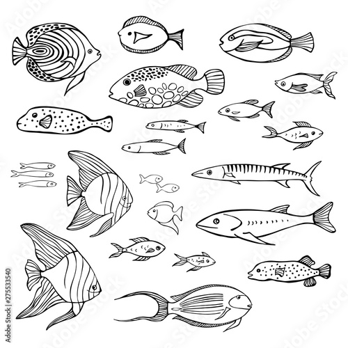 Hand drawn sea fish. Vector sketch  illustration.