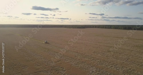 amazing aerial panorama wide gold wheat field with operating reaper against evening sky with white sky photo