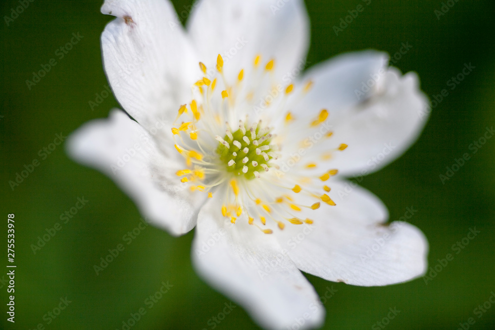 Anemone wild flower or wood anemone macro background fine art in high quality prints products ranunculaceae falimy Anemone wild flower or wood anemone macro background fine art in high quality prints products ranunculaceae falimy