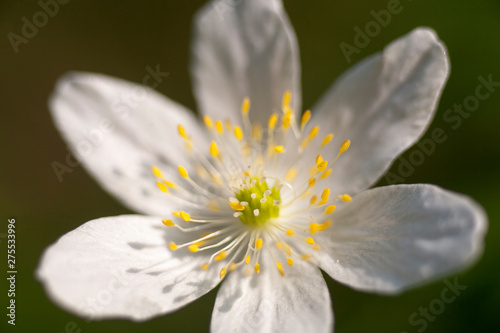 Anemone wild flower or wood anemone macro background fine art in high quality prints products ranunculaceae falimy photo