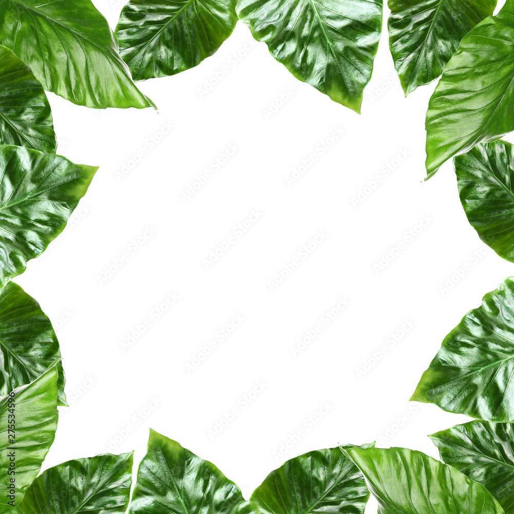 Frame made of fresh green tropical leaves on white background. Space for design Frame made of fresh green tropical leaves on white background. Space for design