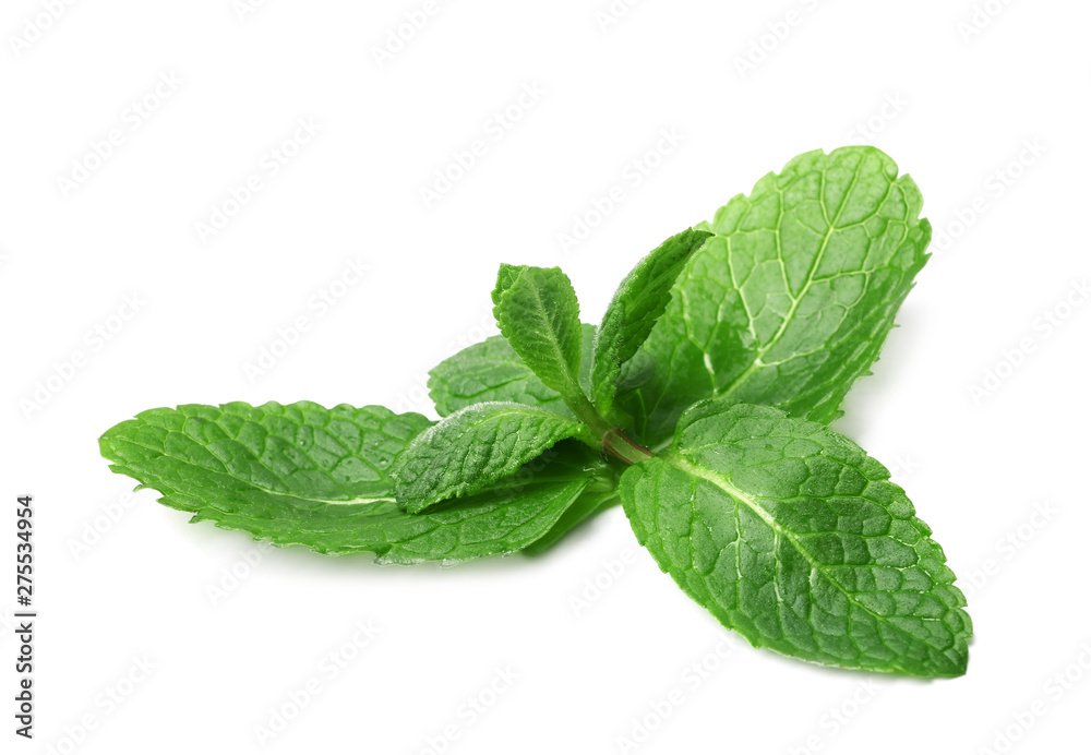 Wet twig of fresh mint isolated on white Wet twig of fresh mint isolated on white