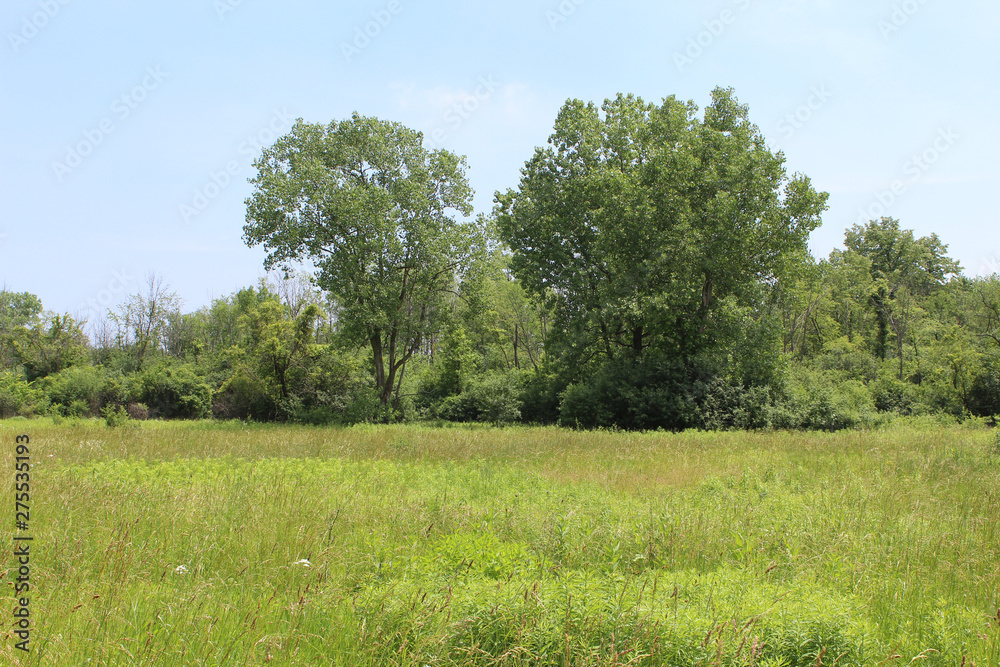 Meadow with cottonwood trees at Camp Pine Woods in Des Plaines, Illinois, a former German prisoner of war camp Meadow with cottonwood trees at Camp Pine Woods in Des Plaines, Illinois, a former German prisoner of war camp