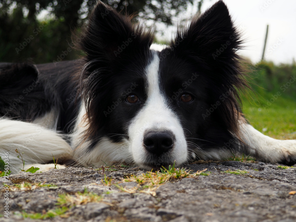 A border collie lying down watching carefully prepared to intervene A border collie lying down watching carefully prepared to intervene