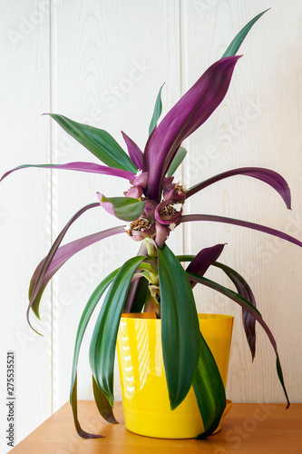 Tradescantia spathacea in yellow pot. Flower lily boat or Moses in the cradle in bloom