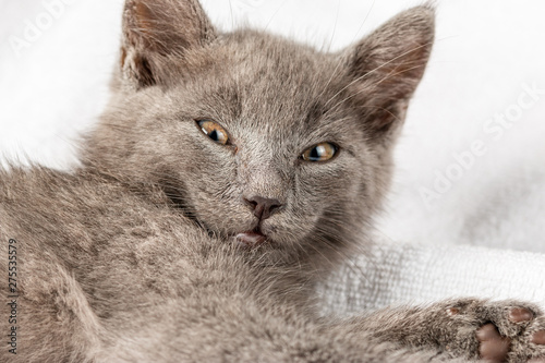 cute domestic kitten lying on white towel