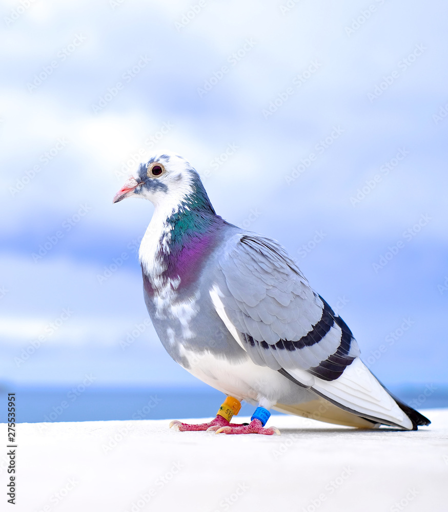 Obraz premium A homing pigeon / a messenger pigeon (Columba livia domestica) - close up portrait.