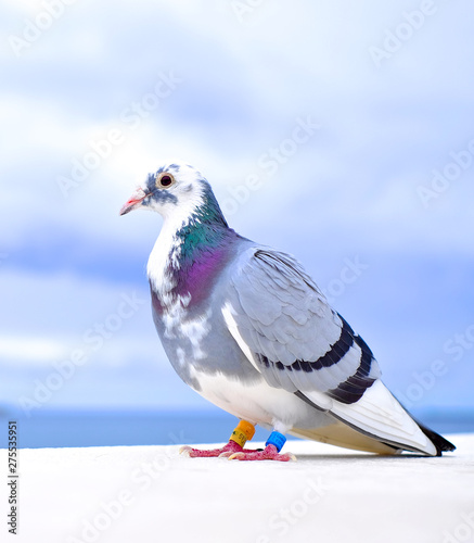 A homing pigeon / a messenger pigeon  (Columba livia domestica)  - close up portrait. © Daguimagery