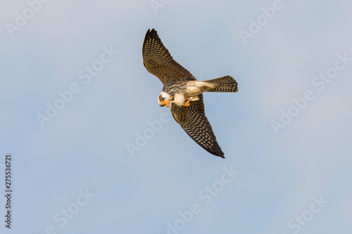 Ein weiblicher Rotfußfalke von unten bei blauem Himmel photo