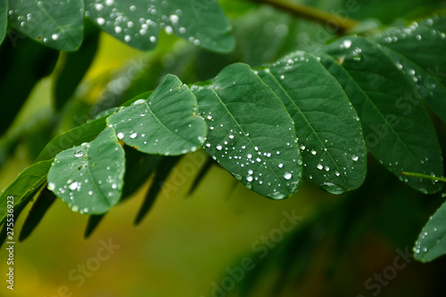 Raindrops on shrub leaves