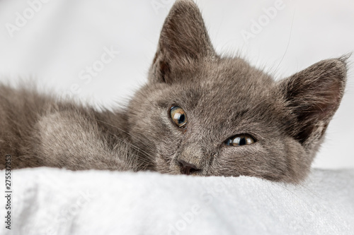 cute domestic kitten lying on white towel and looking to camera