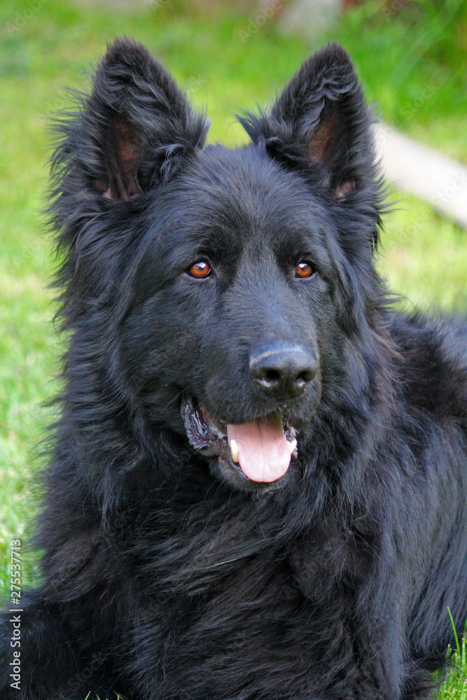 Black German Shepard dog in a garden Black German Shepard dog in a garden
