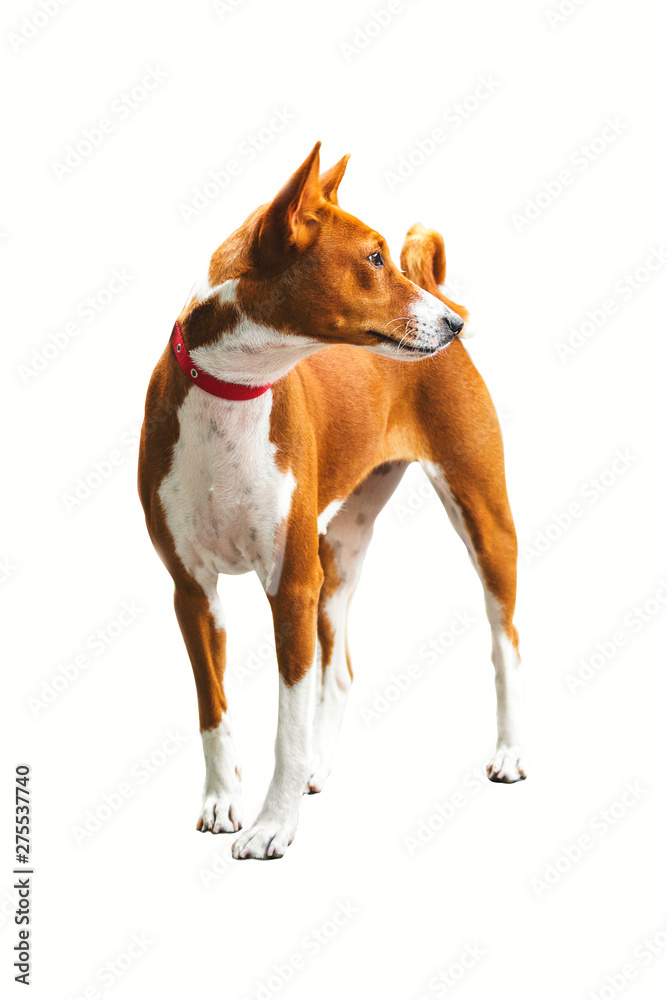 Basenji is a quiet African dog, full of grace and grace. A dog that is silent