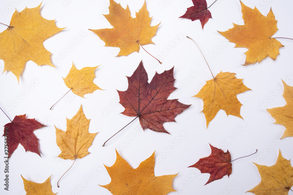 Fototapeta premium Yellow red maple leaves leaves on white background Copy space Autumn concept Season school theme