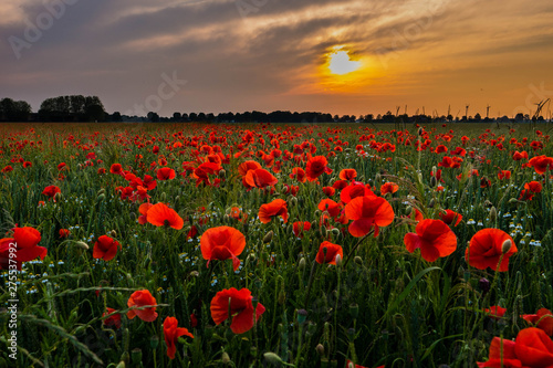 Bright red Poppy field glowing just prior sunset