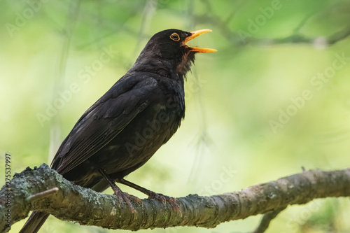 Singende Amsel im sonnigen Baum