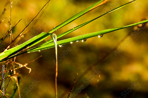  Raindrops on the grass