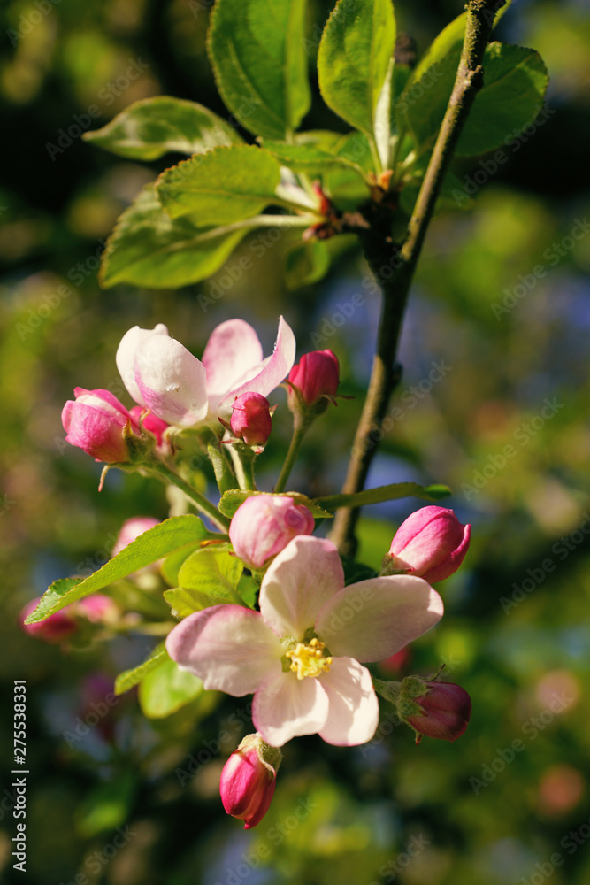 Fototapeta premium Kirschblüte