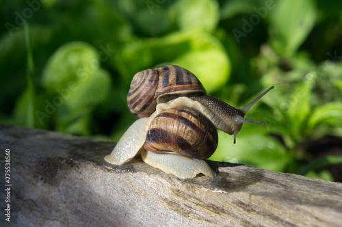 Two large snails on wooden log