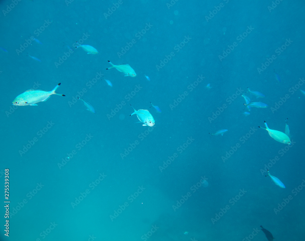 sea fish near coral, underwater sea fish near coral, underwater