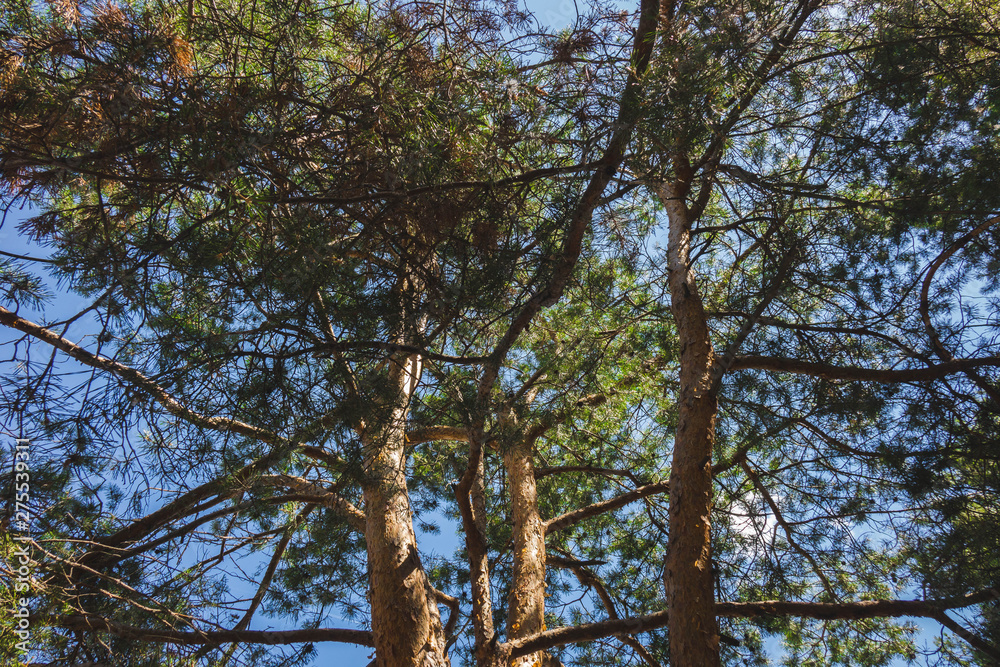 Fototapeta premium a bunch of trees against a blue sky.