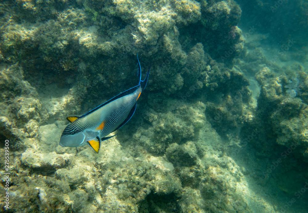 Obraz premium sea fish near coral, underwater