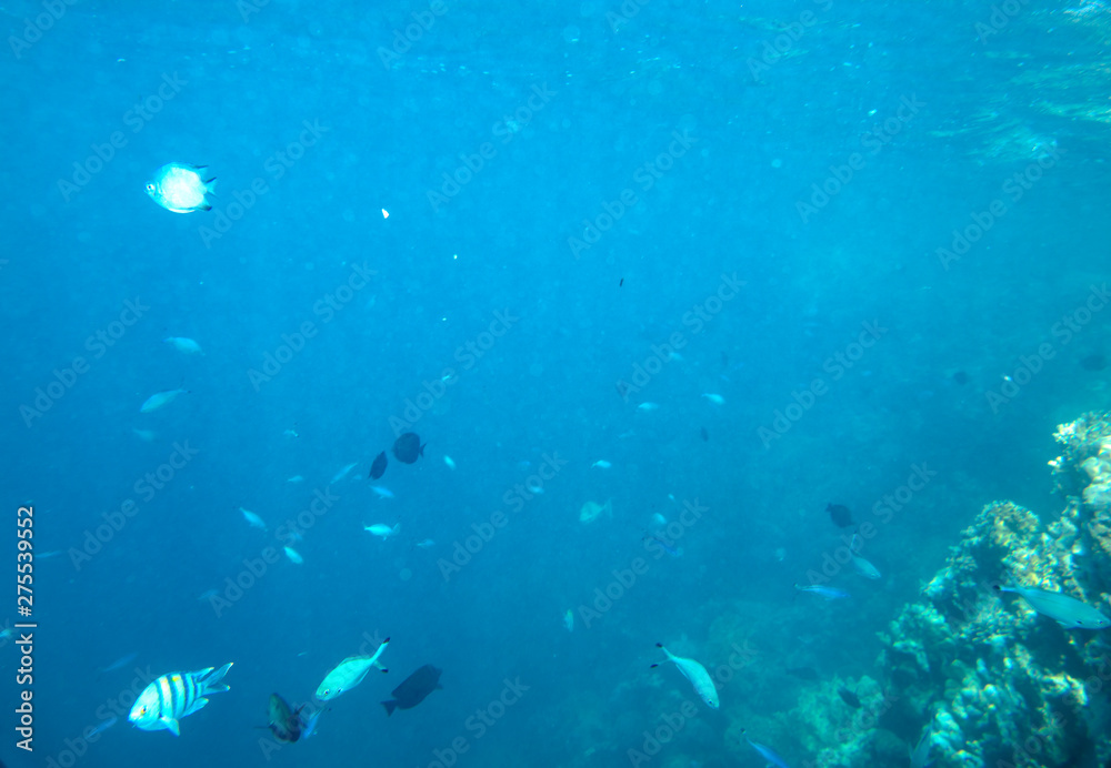 Fototapeta premium sea fish near coral, underwater