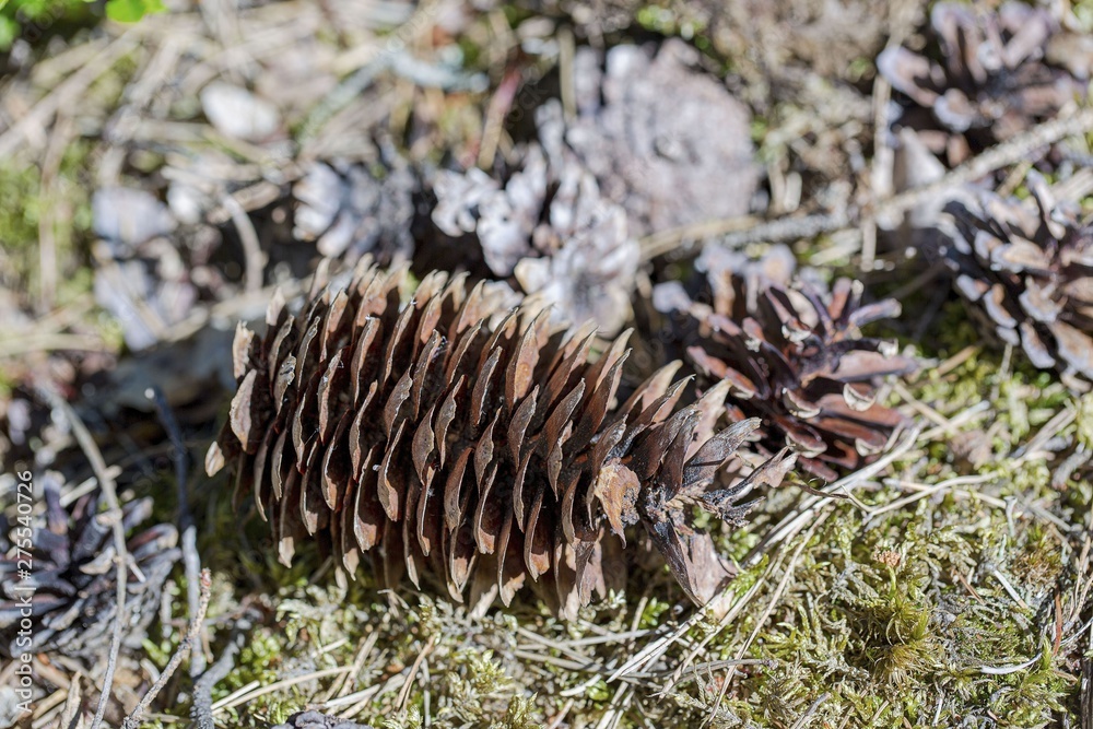 Gorgeous close up view of brown pine cone isolated on blue moss. Beautiful nature backgrounds.