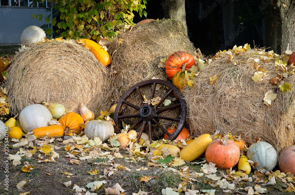 Obraz premium Public botanical garden decoration . A pumpkin exhibition on a straw bales background