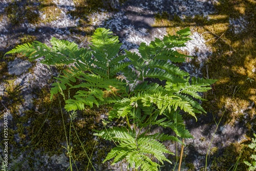 Beautiful view of green fern plant on gray rock overgrown with gray moss. Gorgeous nature backgrounds.