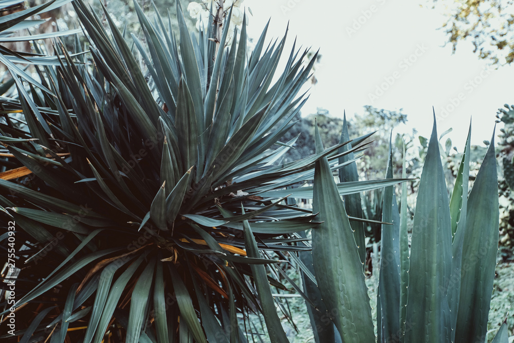 Fototapeta premium medicinal plant aloe with dark toning, aloe Bush, the long leaves of the plant. Exotic or tropical plant in garden or park. natural background