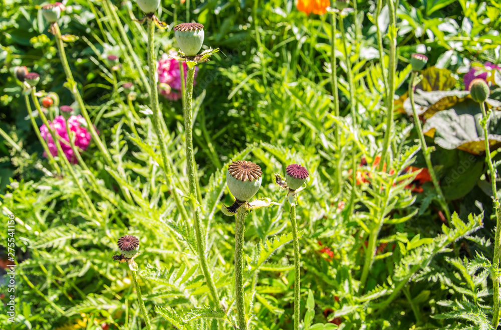 Green poppy heads lit with bright sunshine. Green poppy heads lit with bright sunshine.