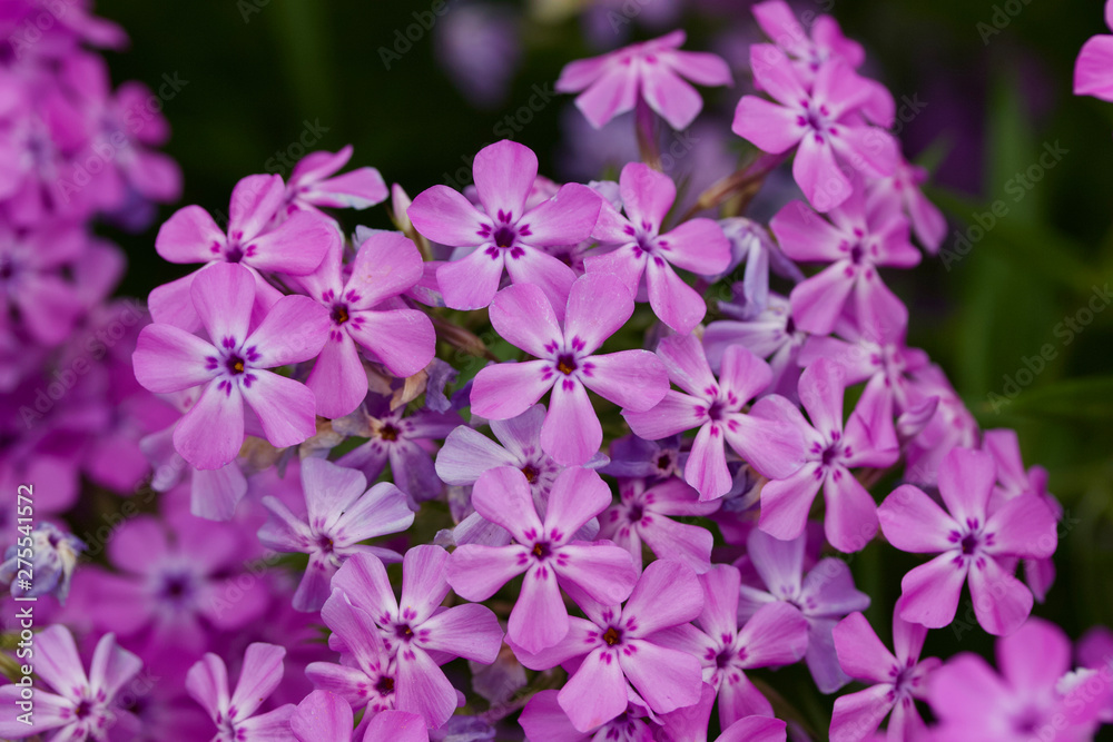 Macro view of vibrant pink blooming phlox flowers Macro view of vibrant pink blooming phlox flowers