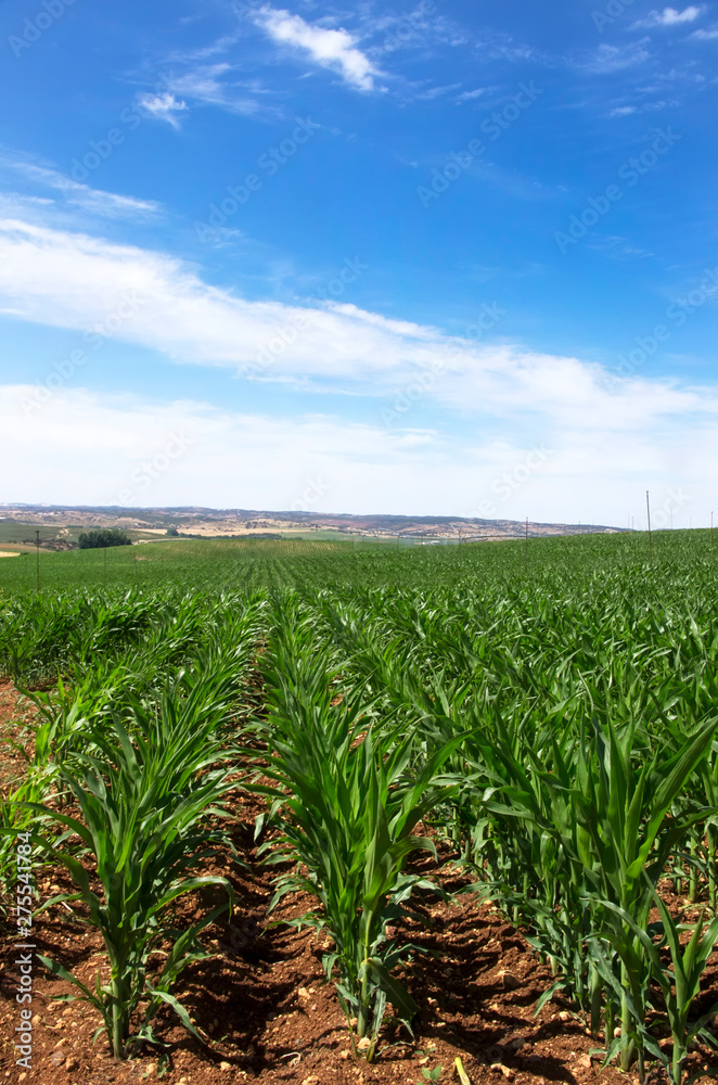 cornfield at south of Portugal, alentejo region