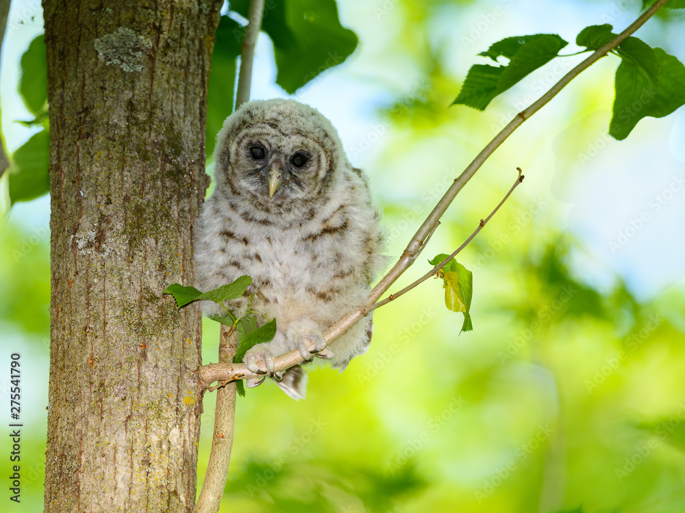 Barred Owl ( Owlet ) Sitting on Tree Branch on Green Background Barred Owl ( Owlet ) Sitting on Tree Branch on Green Background