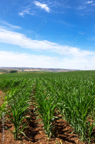 cornfield at south of Portugal  alentejo region