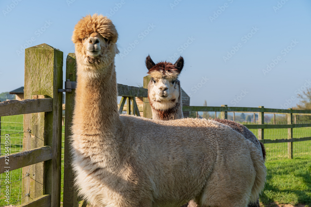 Obraz premium Funny looking alpacas at farm