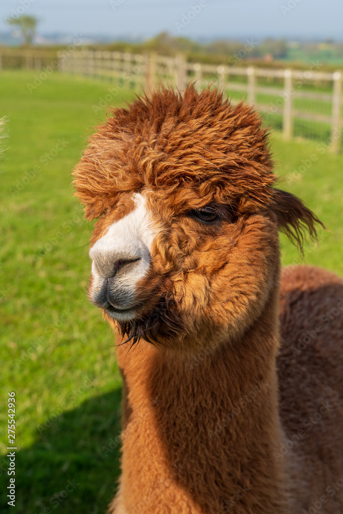 Funny looking brown alpaca at farm