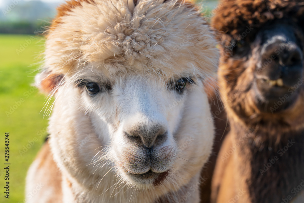 Close up of funny looking alpacas at farm
