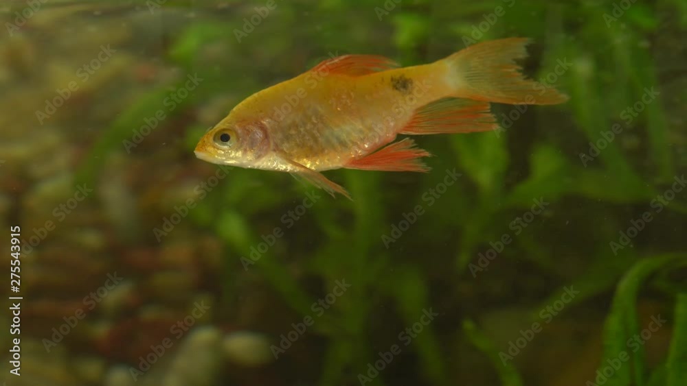 Dead yellow fish in home aquarium. 4k real time video footage. Dead yellow fish in home aquarium. 4k real time video footage.