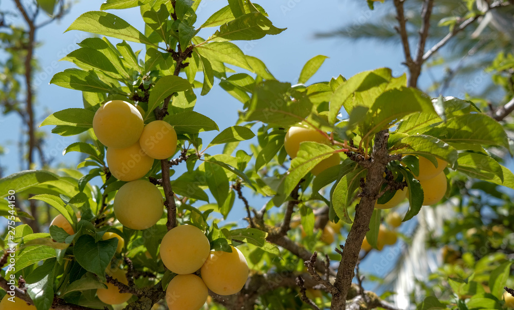 Ripe yellow plums in sunny day on blue sky background. ECO, organic products. Yellow plums on the green three. Summer ripe fruit. Healthy lifestyle. Natural template with copy space for your text.