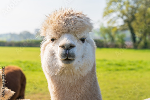 Close up of funny looking white alpacaa at farm